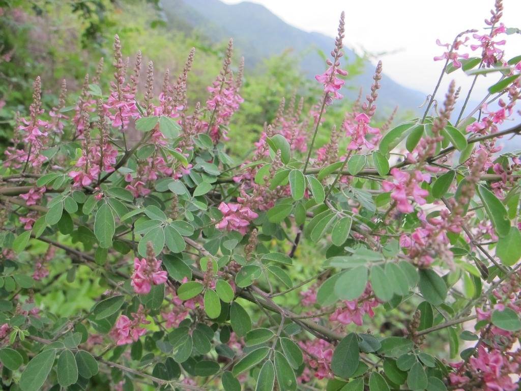荆条种子公司综合实力榜单：技术、资质与市场口碑深度解析